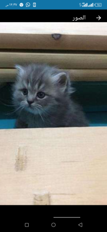 ktt-shyrazy-byor-big-1