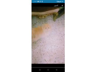 قط ذكر للبيع اليف بدون مقابل