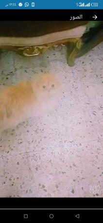 kt-thkr-llbyaa-alyf-bdon-mkabl-big-0