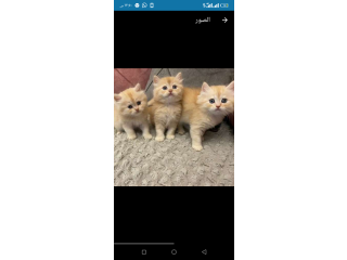 قطط شيرازي بيور