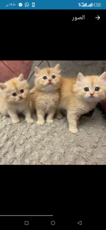 ktt-shyrazy-byor-big-0