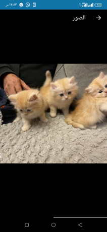 ktt-shyrazy-byor-big-1