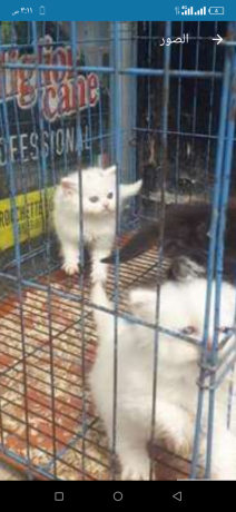 ktt-shyrazy-mon-fys-aayn-zrka-big-3