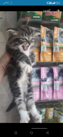 ktt-shyrazy-mon-fys-aayn-zrka-big-2