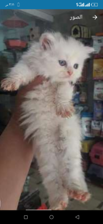 ktt-shyrazy-mon-fys-aayn-zrka-big-1