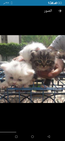 ktt-shyrazy-mon-fys-aayn-zrka-big-0