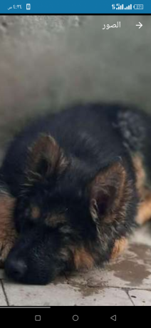 jraoy-jyrmn-byor-50-yom-big-0