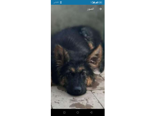 جرو جيرمن ان