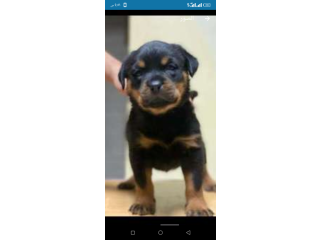 روات وايلرومن تقليب ومن انضف سلالات الدم