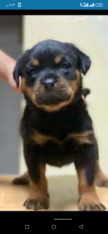 roat-oaylromn-tklyb-omn-andf-slalat-aldm-big-0