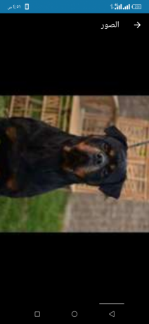 roat-oaylromn-tklyb-omn-andf-slalat-aldm-big-4