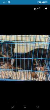 roat-oaylromn-tklyb-omn-andf-slalat-aldm-big-2