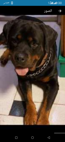 roat-oaylromn-tklyb-omn-andf-slalat-aldm-big-3