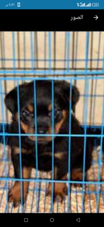 roat-oaylromn-tklyb-omn-andf-slalat-aldm-big-1