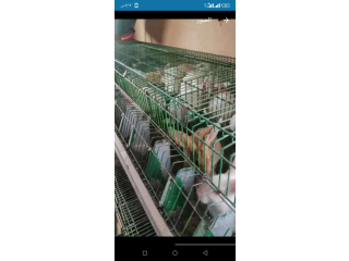 مزارع مصر السعوديه