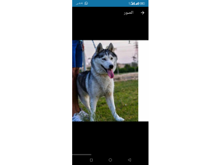 كلاب هاسكيhuskey