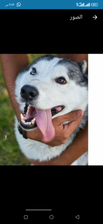 klab-haskyhuskey-big-1