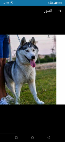 klab-haskyhuskey-big-0