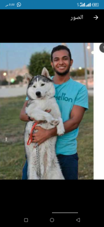 klab-haskyhuskey-big-2