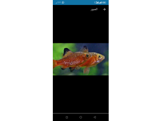 سمكه روزي بارب الجميله