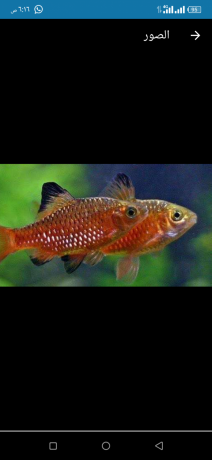 smkh-rozy-barb-aljmylh-big-0