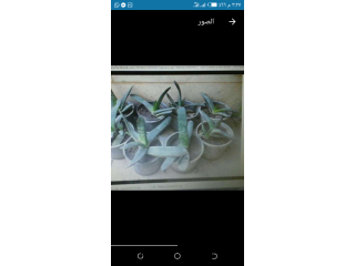 صبار لسان الثور