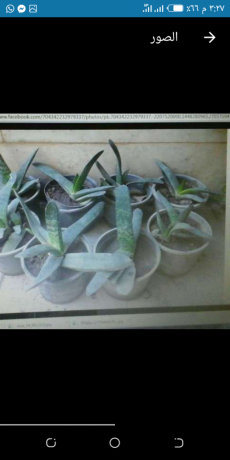 sbar-lsan-althor-big-0