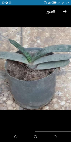 sbar-lsan-althor-big-1