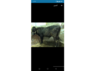 عجل للبيع لبنى وزن فوق 400