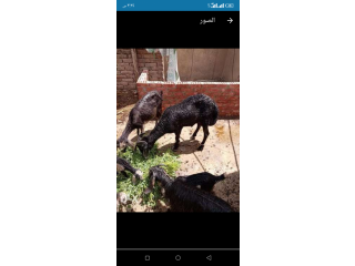 خروف بلدي 550 كيلو لسه لبني