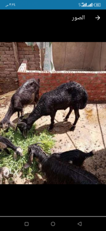 khrof-bldy-550-kylo-lsh-lbny-big-0