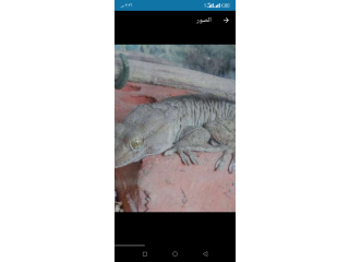 ابو اربع نقط