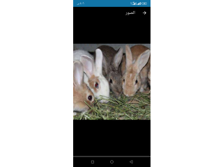 مطلوب جوز ارانب فطام للبيع