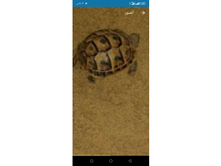 متاح ذكر يوناني حجم اكبر من المدليه صحه ما شاء الله