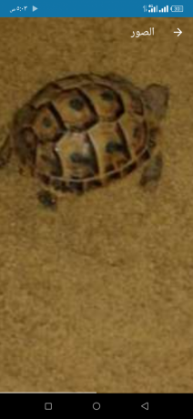 mtah-thkr-yonany-hjm-akbr-mn-almdlyh-shh-ma-sha-allh-big-0