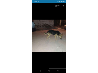 تم تخفيض السعر لسرعه البيع