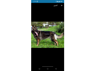 ولد وبنت جرو