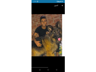 دكر جيرمن شيبرد