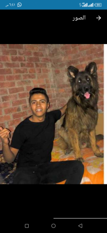 dkr-jyrmn-shybrd-big-1