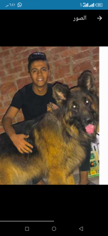 dkr-jyrmn-shybrd-big-0