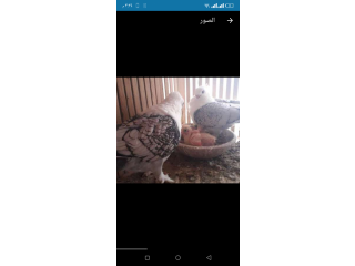 قص قشر بندق