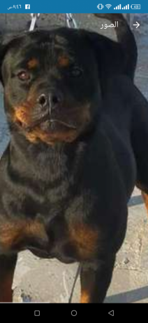 for-sall-famelrot-big-0