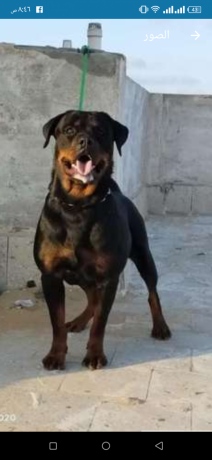 for-sall-famelrot-big-2