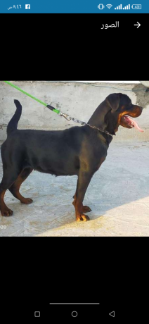 for-sall-famelrot-big-1