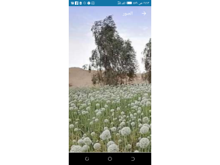 بذور بصل للبيع