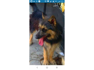 نتايه جيرمن للبيع ارمنت