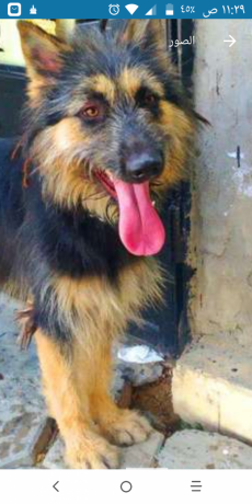 ntayh-jyrmn-llbyaa-armnt-big-2