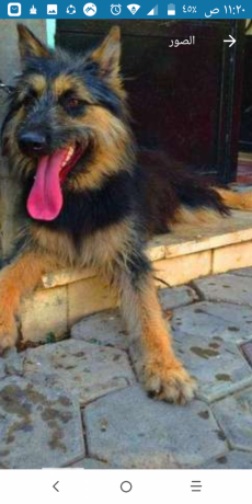 ntayh-jyrmn-llbyaa-armnt-big-1