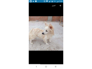 كلب جيرفون فرنساوي ذكر