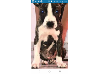 متاح جرو بيتبول